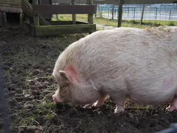 Lens Polder kinderboerderij in Nieuwpoort (Belgie)